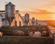 Impacto de la peste porcina en España