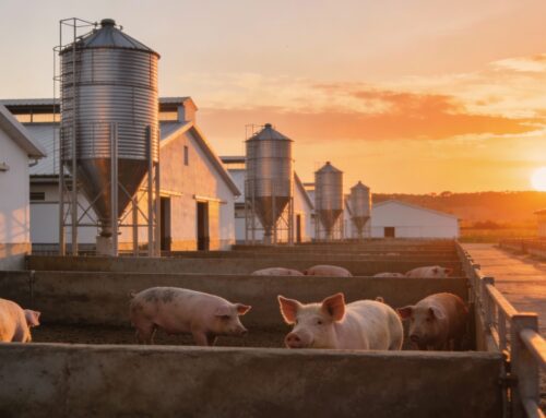 El impacto de la peste porcina africana en el mercado español